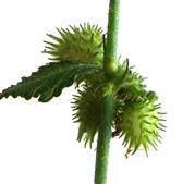  Fruits